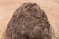 Termite nests Royalty Free Stock Photo