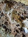 Termite nests made of soil begin to grow Royalty Free Stock Photo