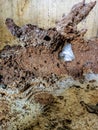 Termite nests made of soil begin to grow Royalty Free Stock Photo