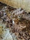 Termite nests made of soil begin to grow Royalty Free Stock Photo