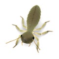 Termite nymph Royalty Free Stock Photo