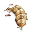 Termite queen Royalty Free Stock Photo
