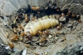 Termite