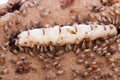 Termites and queen termite in hole Royalty Free Stock Photo