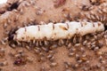 Termites and queen termite in hole