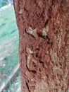 Termite soil sheet on the tree trunk Royalty Free Stock Photo