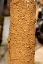 Termite soil sheeting on a tree trunk Royalty Free Stock Photo