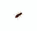 Termite soldier Royalty Free Stock Photo
