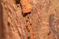 Termite team close up Royalty Free Stock Photo