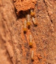 Termite team close up Royalty Free Stock Photo