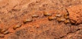 Termite team close up Royalty Free Stock Photo
