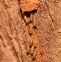 Termite team close up Royalty Free Stock Photo