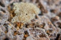 The Termite and Termite eggs Royalty Free Stock Photo