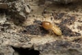 Termite and Termite mound on nature background in and Southeast Asia. Royalty Free Stock Photo