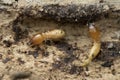 Termite and Termite mound on nature background in and Southeast Asia. Royalty Free Stock Photo