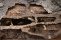 Termite and Termite mound in nature background. Royalty Free Stock Photo