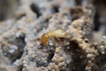 Termite and Termite mound on nature background. Royalty Free Stock Photo