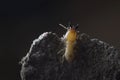 Termite and Termite mound on nature background. Royalty Free Stock Photo