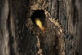 Termite and Termite mound on nature background. Royalty Free Stock Photo