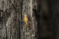 Termite and Termite mound on nature background. Royalty Free Stock Photo