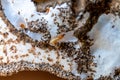 Termite, termite nest, white ant Royalty Free Stock Photo