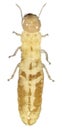 Termite Royalty Free Stock Photo