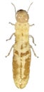 Termite