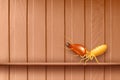 Termite, termites at wooden wall, termites and wood decay, texture wood with nest termite or white ant, background damaged Royalty Free Stock Photo