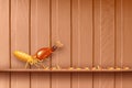 Termite, termites at wooden wall, termites and wood decay, texture wood with nest termite or white ant, weed damaged Royalty Free Stock Photo