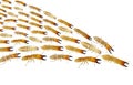 Termite Royalty Free Stock Photo