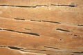 Termite track on wooden wall Royalty Free Stock Photo