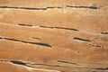 Termite track on wooden wall