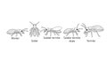 Termite Types: Worker, Soldier, Alate and Soder Anatomy Outlined Royalty Free Stock Photo