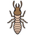 Termite