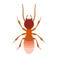 Termite vector illustration. Termite on white background.Termite flat illustration. Termite isolated vector. Royalty Free Stock Photo