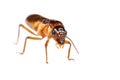 Termite white ant isolated