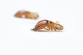 Termite on white background in Thailand. Royalty Free Stock Photo