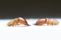 Termite on white background in Thailand. Royalty Free Stock Photo