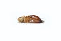 Termite on white background in Thailand. Royalty Free Stock Photo