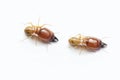 Termite on white background in Thailand. Royalty Free Stock Photo