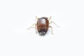 Termite on white background in Thailand. Royalty Free Stock Photo