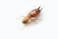 Termite on white background in Thailand. Royalty Free Stock Photo