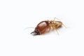 Termite on white background in Thailand. Royalty Free Stock Photo