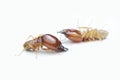Termite on white background in Thailand. Royalty Free Stock Photo