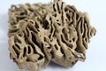 Termite wood Royalty Free Stock Photo