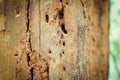 Termite on Wooden handrails in the way to the top of Khao Luang mountain in Ramkhamhaeng National Park,Sukhothai province Thailand