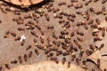 Termite work as team Royalty Free Stock Photo