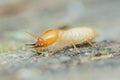 Termite worker crawling on wood destroying a house structure Royalty Free Stock Photo