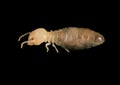 Termite. Worker. Macro Royalty Free Stock Photo