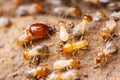 Termite Royalty Free Stock Photo